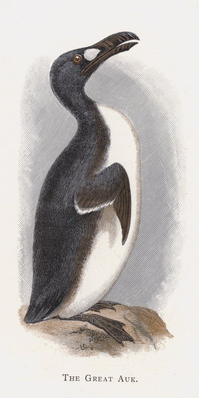 The Great Auk by Alexander Francis Lydon